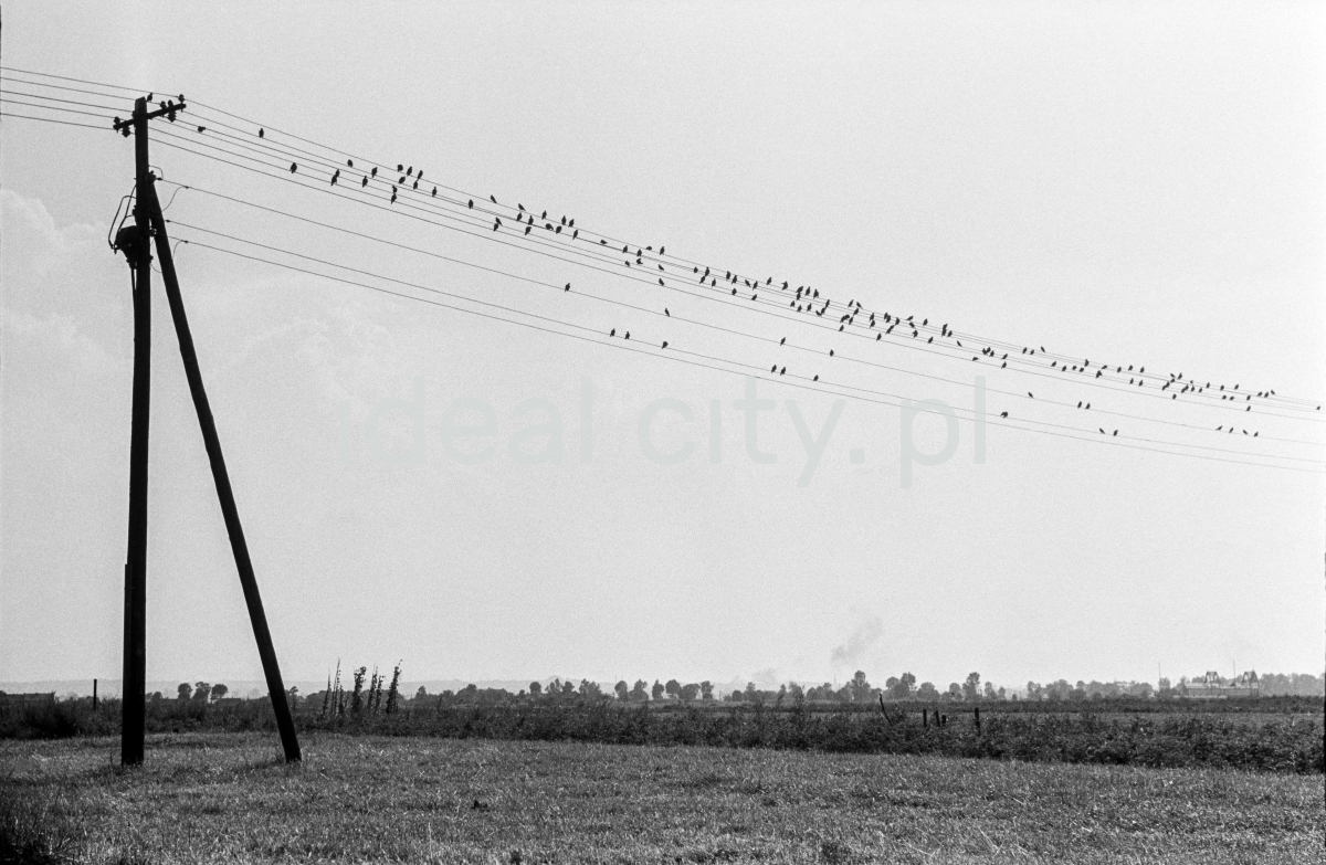 A row of birds are sitting on the telegraph wires.