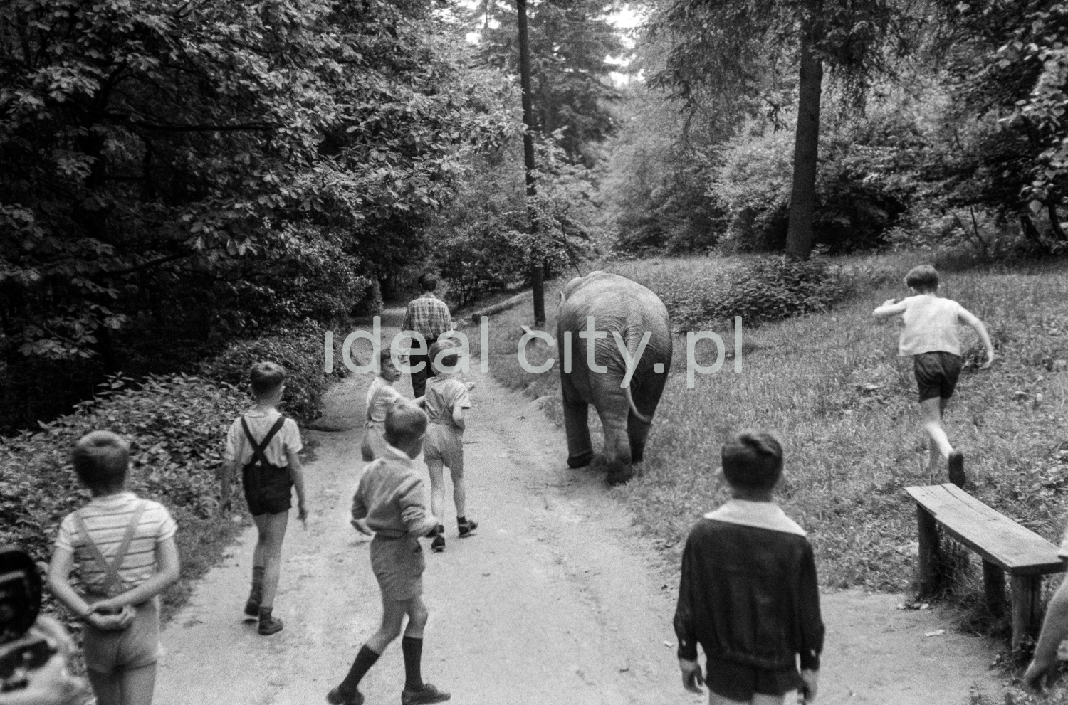 Rear view of a group of children walking with a small elephant along an asphalt path through the forest.