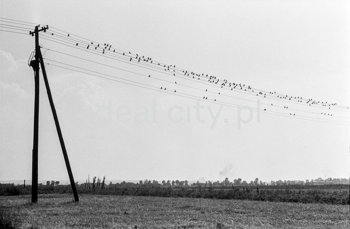 Birds sitting on telegraph wires.