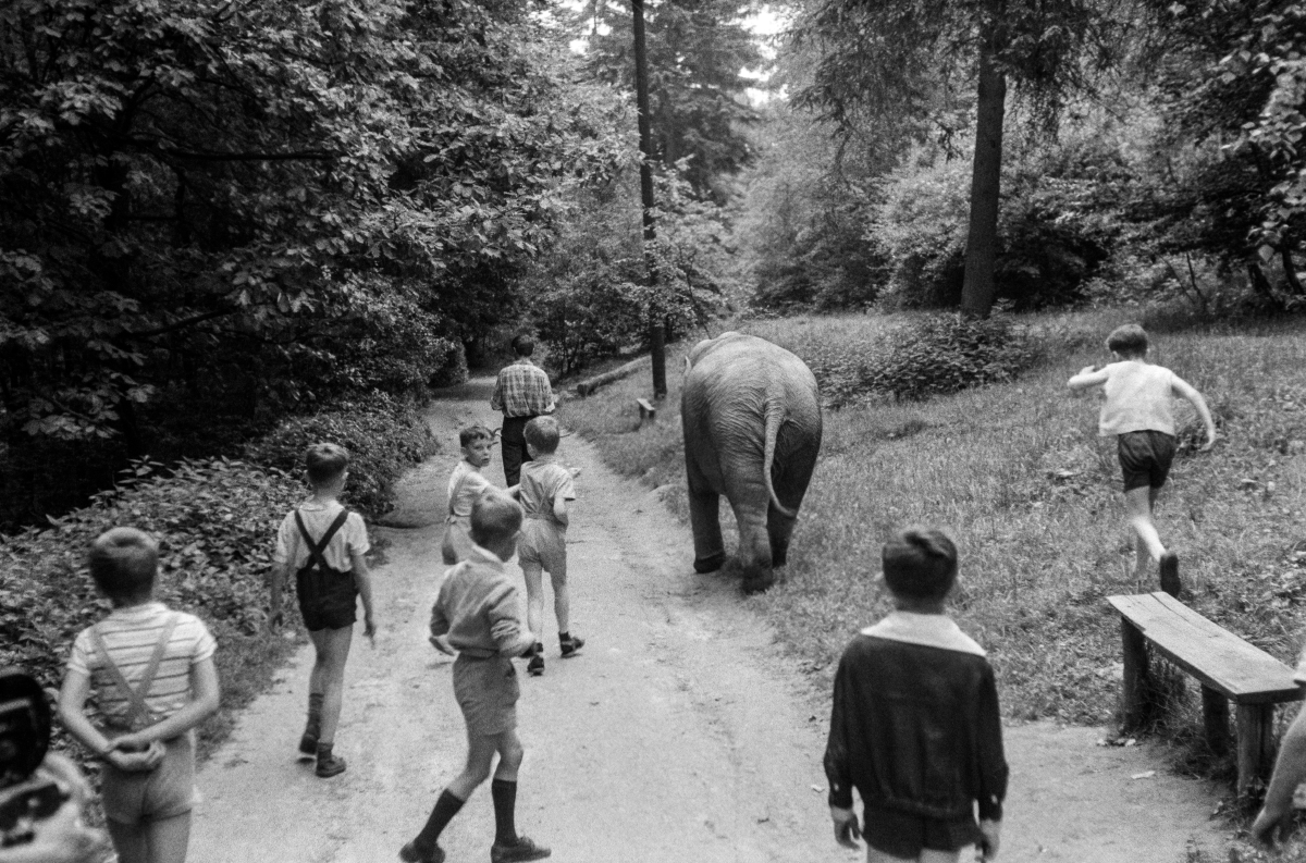 67/5000 Rear shot of children walking along a park alley with a baby elephant.
