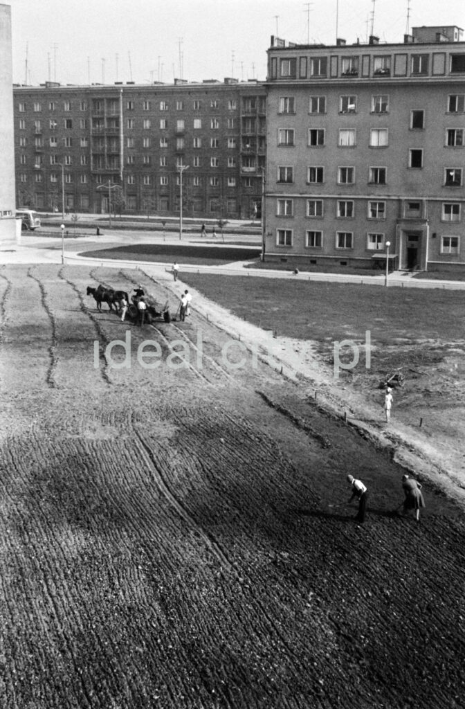 A view from above on the field between apartment blocks plowed by horse-drawn carts.