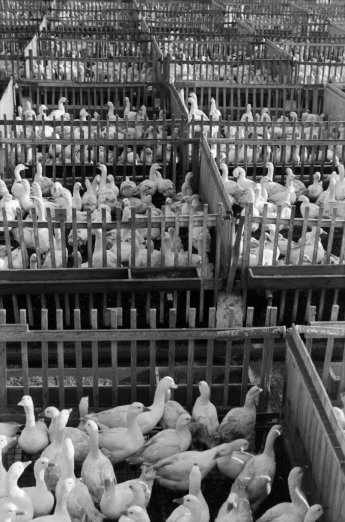 view of the hall filled with boxes with breeding geese