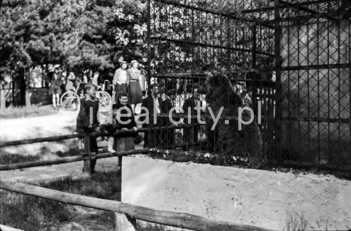 A bear in a zoo, Las Wolski, Kraków. 1950s.

Niedźwiedź w ZOO, Las Wolski, Kraków. Lata 50. XX w.

Photo by Wiktor Pental/idealcity.pl


