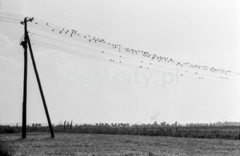 Telegraph lines not far from Nowa Huta. 1950s.

Druty telegraficzne, okolice Nowej Huty. Lata 50. XX w.

Photo by Wiktor Pental/idealcity.pl

