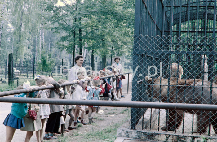 Wycieczka szkolna w krakowskim ZOO, Las Wolski. Lata 50. XXw. Fotografia barwna.

fot. Wiktor Pental/idealcity.pl

