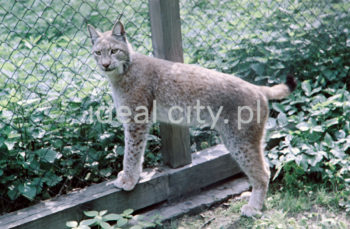 Wycieczka szkolna w krakowskim ZOO, Las Wolski. Lata 50. XXw. Fotografia barwna.

fot. Wiktor Pental/idealcity.pl

