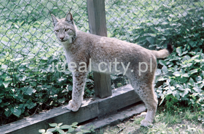 A school trip to the zoological garden in Kraków, Wolski Forest. 1950s. Colour photography.

Wycieczka szkolna w krakowskim ZOO, Las Wolski. Lata 50. XX w. Fotografia barwna.

Photo by Wiktor Pental/idealcity.pl

