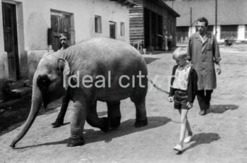 Spacer ze słoniem z krakowskiego ZOO. Bielany. Lata 60. XXw.

fot. Henryk Makarewicz/idealcity.pl

