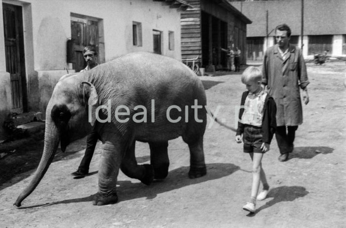 Walking an elephant in the zoological garden in Kraków, Bielany. 1960s.

Spacer ze słoniem z krakowskiego ZOO. Bielany. Lata 60. XX w.

Photp by Henryk Makarewicz/idealcity.pl

