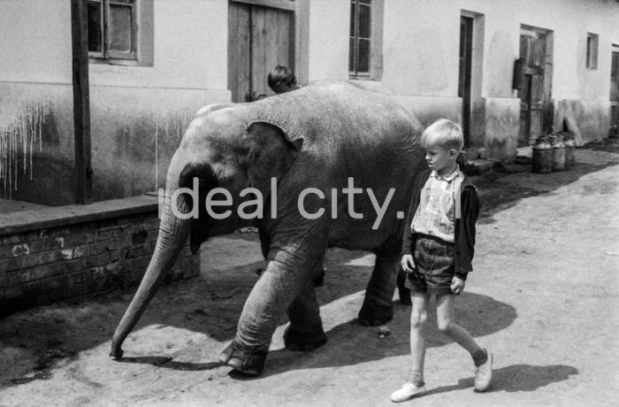 Walking an elephant in the zoological garden in Kraków, Bielany. 1960s.

Spacer ze słoniem z krakowskiego ZOO. Bielany. Lata 60. XX w.

Photo by Henryk Makarewicz/idealcity.pl
