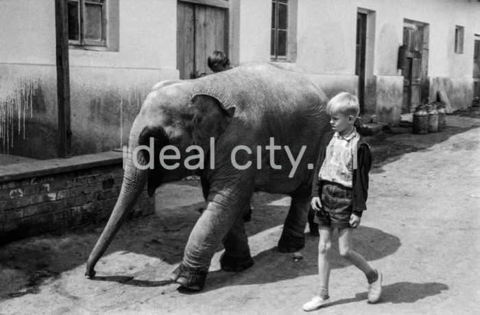 Spacer ze słoniem z krakowskiego ZOO. Bielany. Lata 60. XXw.

fot. Henryk Makarewicz/idealcity.pl
