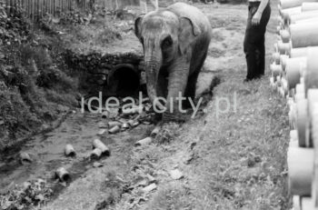 Spacer ze słoniem z krakowskiego ZOO, Las Wolski. Lata 60. XXw.

fot. Henryk Makarewicz/idealcity.pl

