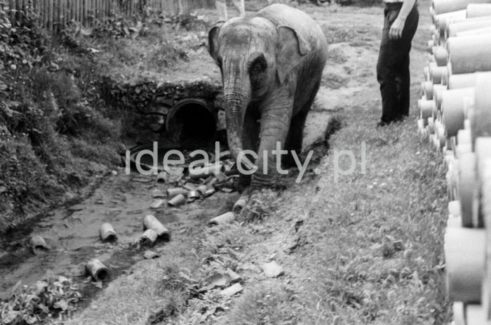 Walking an elephant in the zoological garden in Kraków, Wolski Forest. 1960s.

Spacer ze słoniem z krakowskiego ZOO, Las Wolski. Lata 60. XX w.

Photo by Henryk Makarewicz/idealcity.pl

