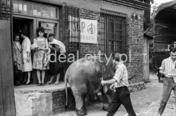 Spacer ze słoniem z krakowskiego ZOO. Bielany. Lata 60. XXw.

fot. Henryk Makarewicz/idealcity.pl


