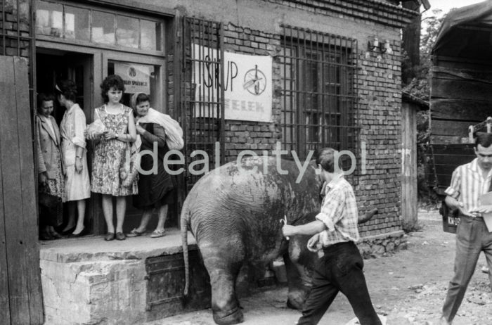 Walking an elephant in the zoological garden in Kraków, Bielany. 1960s.

Spacer ze słoniem z krakowskiego ZOO. Bielany. Lata 60. XX w.

Photo by Henryk Makarewicz/idealcity.pl

