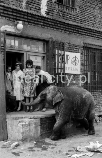 Spacer ze słoniem z krakowskiego ZOO. Bielany. Lata 60. XXw.

fot. Henryk Makarewicz/idealcity.pl

