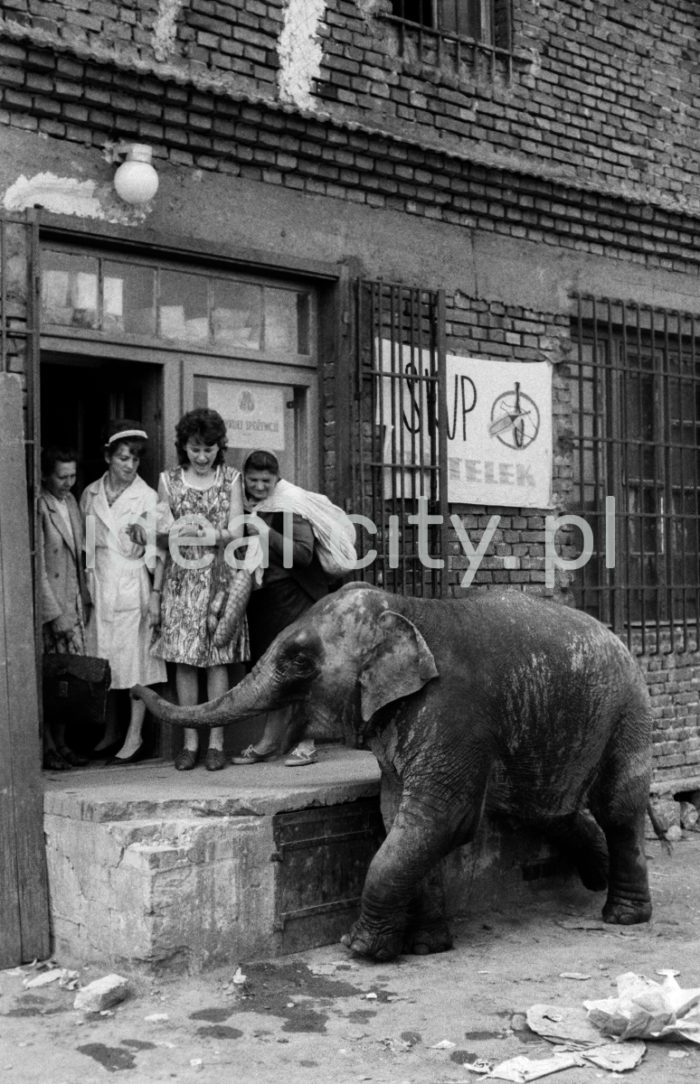 Walking an elephant in the zoological garden in Kraków, Bielany. 1960s.

Spacer ze słoniem z krakowskiego ZOO. Bielany. Lata 60. XX w.

Photo by Henryk Makarewicz/idealcity.pl

