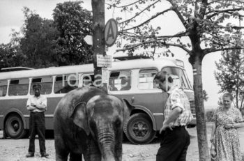 Spacer ze słoniem z krakowskiego ZOO. Bielany. Lata 60. XXw.

fot. Henryk Makarewicz/idealcity.pl

