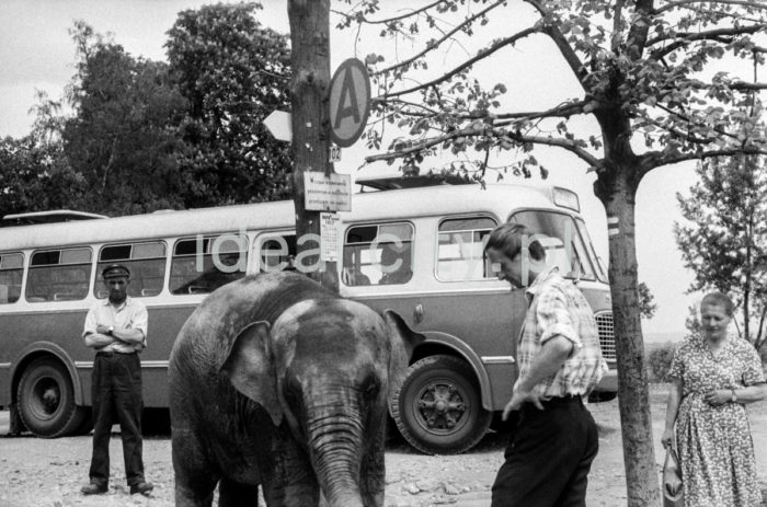 Walking an elephant in the zoological garden in Kraków, Bielany. 1960s.

Spacer ze słoniem z krakowskiego ZOO. Bielany. Lata 60. XX w.

Photo by Henryk Makarewicz/idealcity.pl

