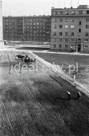 Re-cultivating land between residential buildings on the Centrum D (D-31) Estate; in the background: a residential building on the Centrum C (C-31), Rewolucji Październikowej Alley (October Revolution Alley, previously Generała Władysława Andersa Alley). 1960s.

Prace rekultywacyjne terenu pomiędzy blokami mieszkalnymi na osiedlu Centrum D (D-31), w tle widoczny dom mieszkalny na osiedlu Centrum C (C-31) przy alei Rewolucji Październikowej (obecnie aleja Generała Władysława Andersa), lata 60.

Photo by Henryk Makarewicz/idealcity.pl
