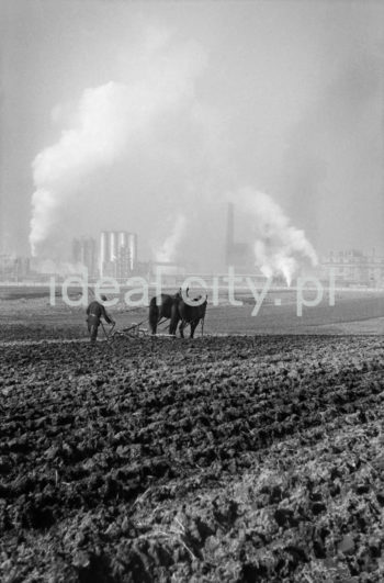 Widok od strony Pleszowa w kierunku Aglomerowni i Zakładu Koksochemicznego, lata 50. Pierwszy obiekt produkcyjny – warsztat mechaniczny – oddano do użytku w grudniu 1952 roku. We wrześniu 1954 roku została uruchomiona bateria koksownicza nr 1 wraz z pierwszą nitką produkcyjną wydziału chemicznego, w listopadzie uruchomiono baterię koksownicza nr 2, a baterię nr 6 w 1958 roku. Koksownia to zakład przemysłowy, w którym w piecach koksowniczych poddaje się odgazowaniu węgiel kamienny i otrzymuje się koks, gaz koksowniczy, benzol, wodę amoniakalną i smołę pogazową (wykorzystywaną między innymi do produkcji środków ochrony roślin, lekarstw, barwników, mas plastycznych oraz materiałów wybuchowych). Aglomerownia to spiekalnia rud. Jest to zespół budynków ze składowiskiem materiałów sypkich, suwnicami oraz systemem taśmociągów i wysokimi kominami. W spiekalni przygotowuje się wsad rudy (pozyskiwanej także ze złomu do wielkiego pieca), kolejno mieszany z koksem. 

fot. Henryk Makarewicz/idealcity.pl

