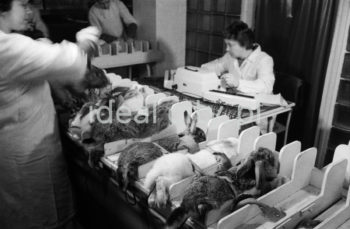 Laboratory at the Polfa Kraków Pharmaceutical Factory. 1960s.

Laboratorium Krakowskich Zakładów Farmaceutycznych 