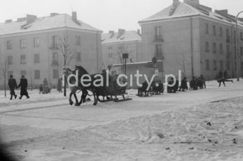 Kulig na ulicy Zuchów. W tle zabudowa Osiedla Wandy. Koniec lat 50. XXw.

fot. Wiktor Pental/idealcity.pl

