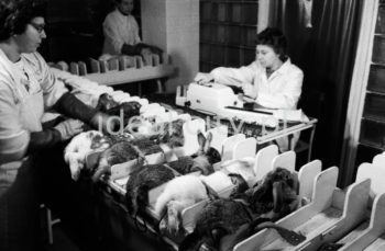 Laboratory at the Polfa Kraków Pharmaceutical Factory. 1960s.

Laboratorium Krakowskich Zakładów Farmaceutycznych 