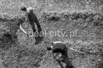 Koszenie trawy na Osiedlu Wandy. Lata 50. XXw.

fot. Wiktor Pental/idealcity.pl
