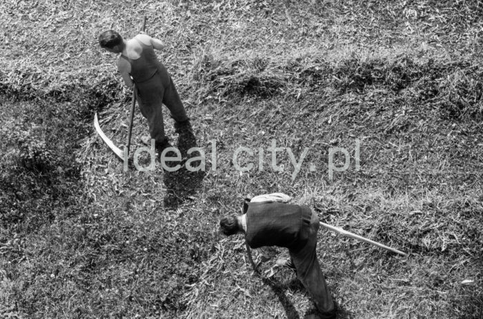 Mowing the lawn on the Wandy Estate. 1950s.

Koszenie trawy na Osiedlu Wandy. Lata 50. XX w.

Photo by Wiktor Pental/idealcity.pl