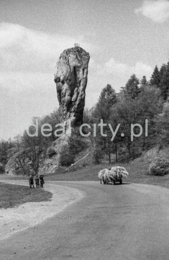 Dolina Ojcowska, na pierwszym planie Maczuga Herkulesa, w tle Zamek w Pieskowej Skale, lata 50. XXw.

fot. Henryk Makarewicz/idealcity.pl

