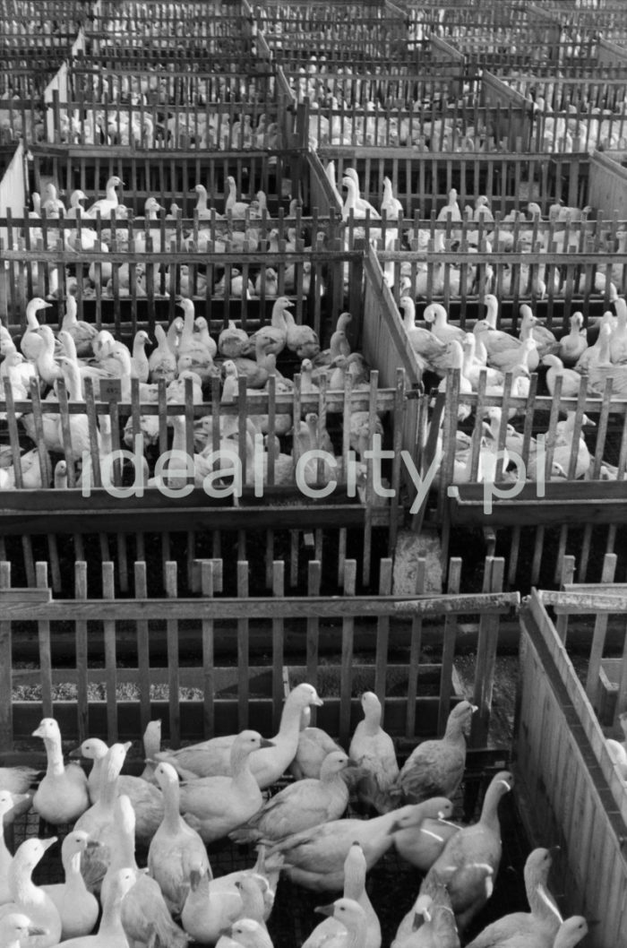 Kraków Poultry Processing Plant in Niepołomice. 1960s.

Krakowskie Zakłady Drobiarskie w Niepołomicach. Lata 60. XX w.

Photo by Henryk Makarewicz/idealcity.pl

