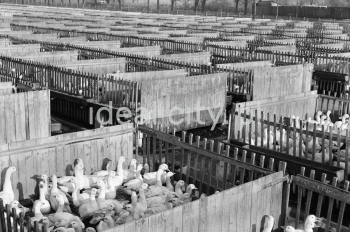 Kraków Poultry Processing Plant in Niepołomice. 1960s.

Krakowskie Zakłady Drobiarskie w Niepołomicach. Lata 60. XX w.

Photo by Henryk Makarewicz/idealcity.pl

