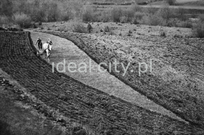 Farming in Little Poland. 1960s.

Uprawa roli. Małopolska. Lata 60. XX w.

Photo by Henryk Makarewicz/idealcity.pl


