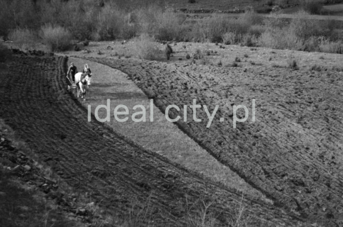 Farming in Little Poland. 1960s.

Uprawa roli. Małopolska. Lata 60. XX w.

Photo by Henryk Makarewicz/idealcity.pl



