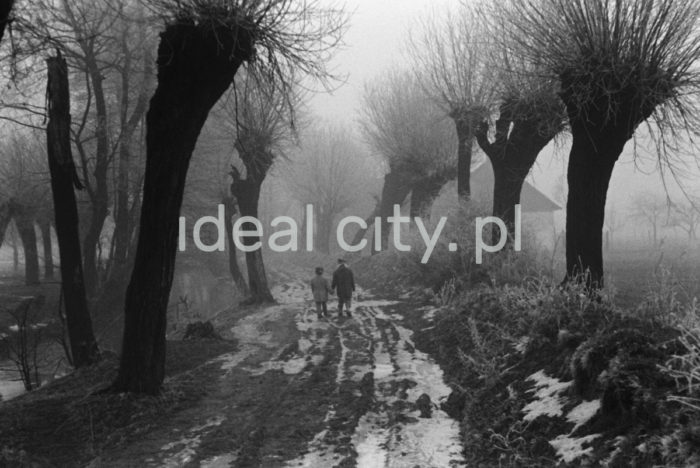 Droga do szkoły, obrzeża Nowej Huty, lata 60. XXw.

fot. Henryk Makarewicz/idealcity.pl

