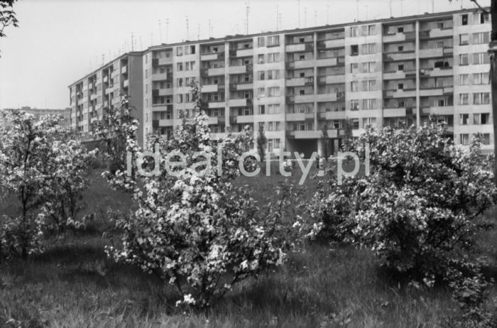 Swedish Block, view from Swedish Park, Szklane Dome Estate. 1960s.

Blok Szwedzki , widok od strony Parku Szwedzkiego, Osiedle Szklane Domy. Lata 60. XX w.

Photo by Henryk Makarewicz/idealcity.pl

